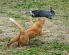 Go get it kitty.jpg