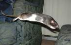 Rat jump.jpg