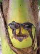 Tropical Dude.jpg