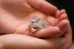 Baby hamster.jpg