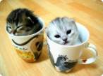 Morning cups.jpg