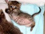 Kitty morning.jpg