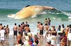 Whale.jpg