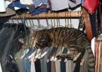 hangers&kitty.jpg