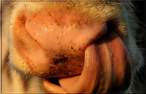 Nose.jpg