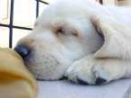 puppy3.jpg