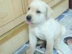 puppy4.jpg