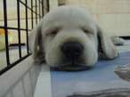 puppy11.jpg