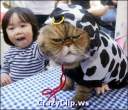 cat-in-a-cow-suit.jpg