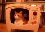 Kitty TV.jpg