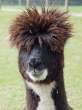 Bad Hair Day.jpg