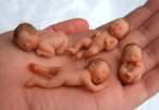 Little Baby's.jpg