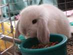 2827472-tinybunny.jpg