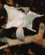 2879477-flying-squirrel.jpg