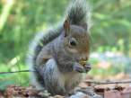 thats_squirrely.jpg