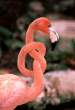 Flamingo.jpg