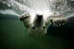 Polar bear.jpg