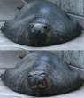 Smilin Sea Creature.jpg