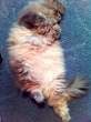 Fat kitty.jpg