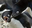 Pinguins.jpg