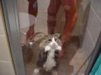 Poor Wet Kitty.jpg