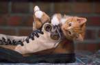Kitten in shoe.jpg