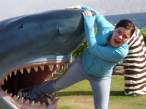 Shark.jpg