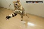 ninjacats12.jpg