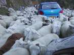 Sheep Stampede.jpg