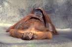 Monkey relaxing.jpg