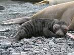 Inbred Harbor Seal.jpg
