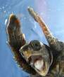 One Happy Turtle.jpg