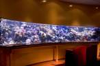 Awesome Fishtank.jpg