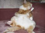 fat_cat_2.jpg