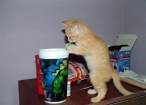 Yeah milkshake.jpg