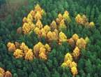Nazi Trees.jpg