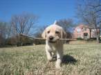 Puppy.jpg