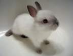 Wabbit.jpg