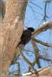 Wood pecker.jpg