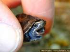 Turtle.jpg