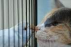 baby_animals.jpg