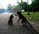 Monkey Pets Cat.jpg
