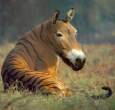 Horsie.jpg