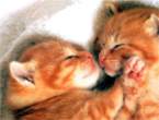 2cat.gif