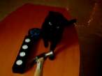 Cat vs Hammer.JPG