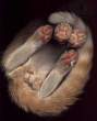 Catscan.jpg
