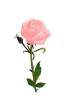 rose.jpg