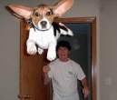 beagle.jpg