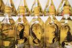 Rattlesnake Collection.jpg