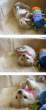 Tiny pics.jpg